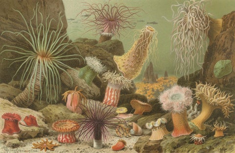 Sea Anemones, Colorful Marine Invertebrates, Royal Natural History, 1896, close-up 1