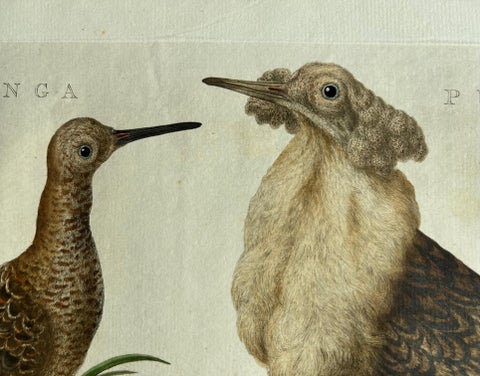 Ruff Bird Print with Nest, Tringa Pugnax by Nozeman and Sepp, 1770, view 3