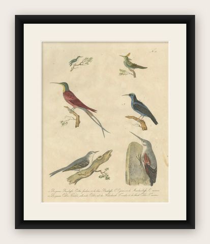Antique Hummingbirds & Treecreepers Lithograph by Karl Joseph Brodtmann, 1816, shown framed