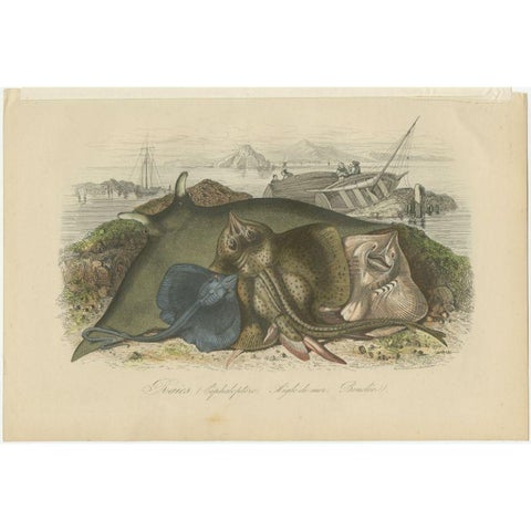 Decorative Antique Print of Various Rays, 1854, view 2