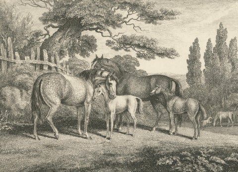 Mares & Foals Engraving, Original Georgian English Equestrian Print, 1799, close-up 2