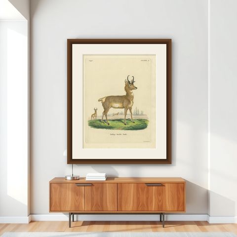 Antique Print of a nice Hand-colored Antelope by Schreber '1775', shown framed on a wall
