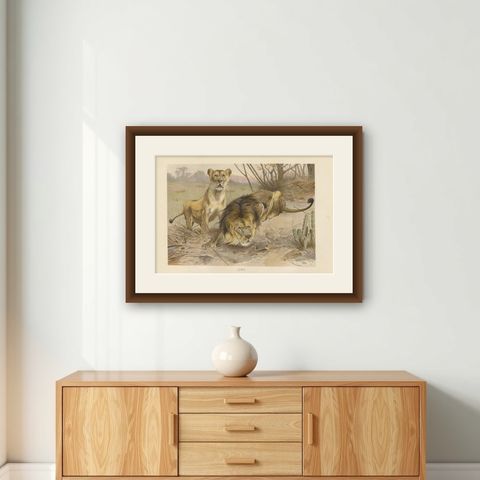 Antique Print of Lions by Brehm 'c.1890', shown framed on a wall