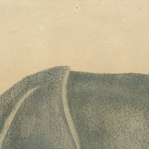 Indian Rhinoceros (Rhinoceros unicornis), Brodtmann Natural History Print, 1816, close-up 6