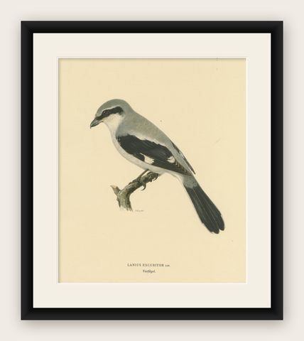 Silent Sentinel: Vintage Bird Print of The Great Grey Shrike by Von Wright, 1927, shown framed