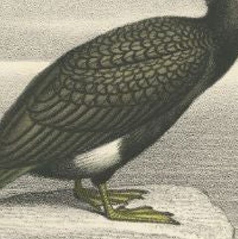 Antique Print of a Cormorant Bird, circa 1860, close-up 2