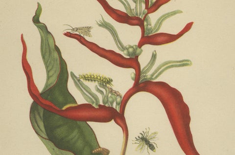 Heliconia with Insects, 19th-Century Lithograph after Merian’s Plate 54 (1705), close-up 2