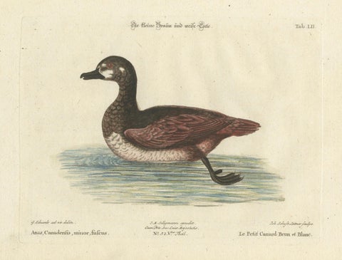 Hand-Colored Engraving of the Small Brown and White Duck by Seligmann, c.1770, close-up 5