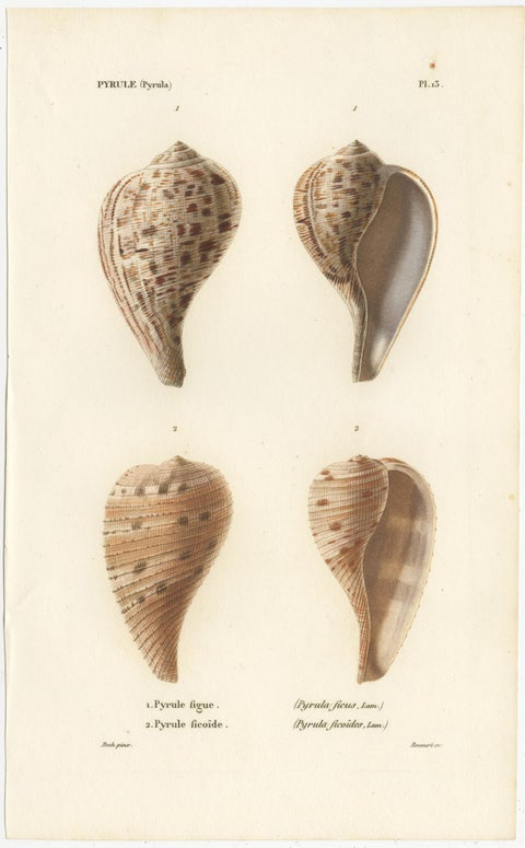 Set of 2 Antique Pyrula Shell Prints by Kiener, 'circa 1840', view 2