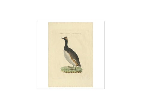 Antique Bird Print of the Horned Grebe by Sepp & Nozeman, 1829, view 4
