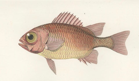 Hand-Colored Print of Soldierfish and Bluefin Seabream, Paris 1846, close-up 2