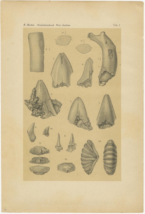 Antique Print of Caribbean Coral & Fossils - Geological Lithograph Pair, 1888, view 2