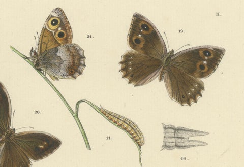 Antique Hand-Colored Satyrus Statilinus Butterfly Pair by Sepp & Brants, 1905, close-up 4