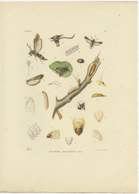 Antique Pair of Sciapteron Xystophora Moths, Hand-Colored by Sepp & Brants, 1906, view 2