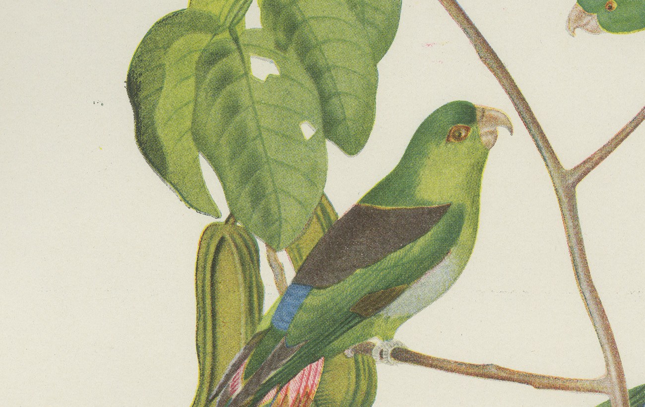 Parrotlets and Small Parrots, Brazilian Bird Print, Descourtilz, 1944, view 4