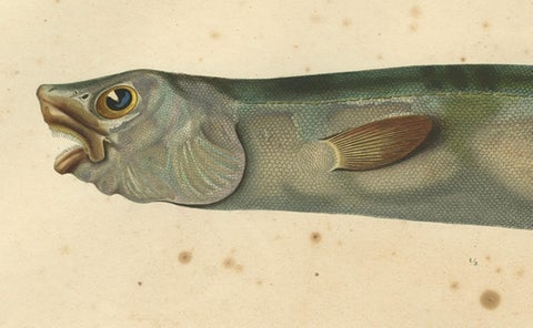 Antique Hand-Colored Fish Print of the Snub-Nosed Spiny Eel, 1842, close-up 4