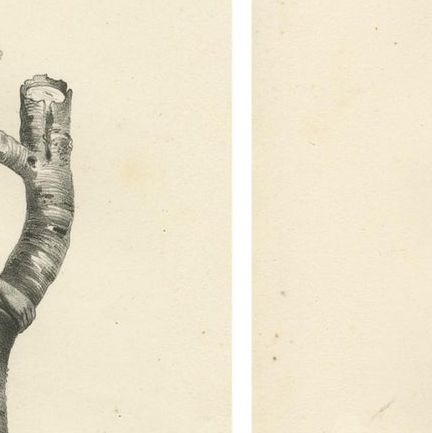 Forest Devil, Miriki & Long-bearded Howler Monkeys, Lithographs by C. Last, 1836, close-up 6