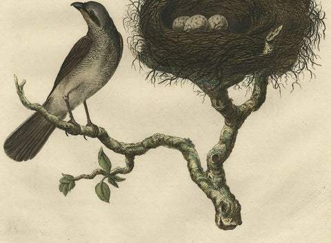 Antique Hand-Colored Engraving of Red-Backed Shrike, 18th Century, view 3