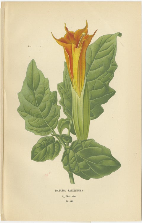 1897 Decorative Old Botanical Prints, Datura Sanguinea and Hybrid Petunias, view 2