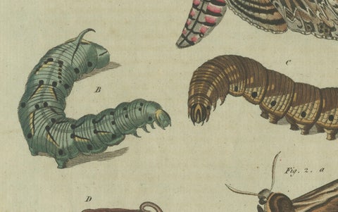 Moth Life Cycle: Handcolored Engraving from Bertuch's Encyclopedia, 1805, close-up 1