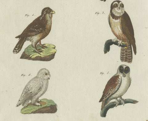 Antique Print of various Owls including the Little Owl, close-up 1