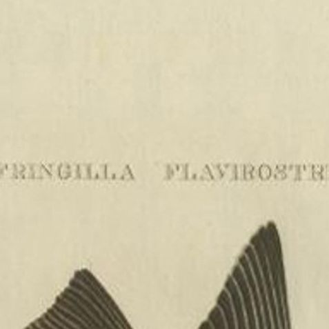Twite, Fringilla Flavirostris, Antique Hand-Coloured Bird Print, 1809, close-up 1