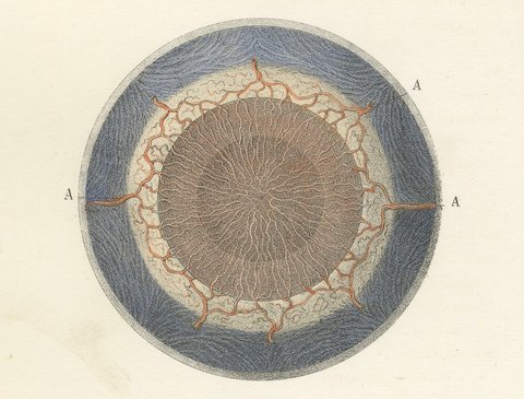 The Choroid, Iris and Retina, Antique Hirschfeld Anatomy Print, 1866, view 6