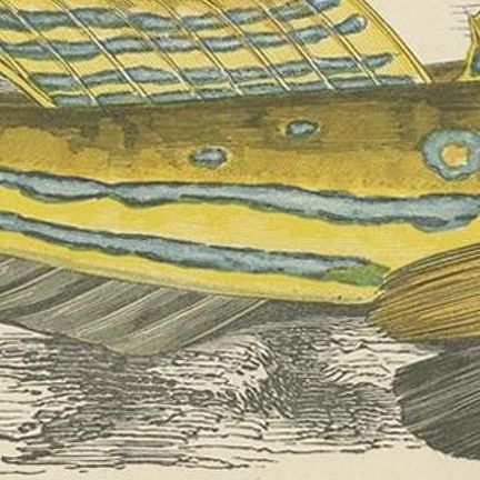 Antique Print of the Yellow Skulpin Fish by J. Couch, circa 1870, close-up 2