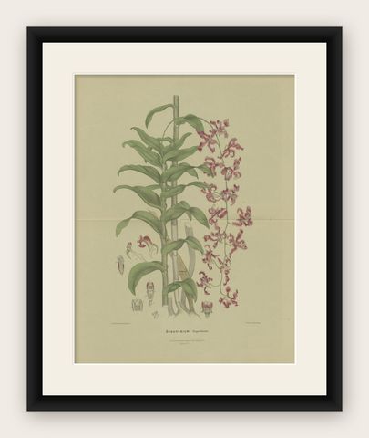 Antique Botany Print of the Dendrobium Superbiens Orchid, published in ca.1890, shown framed