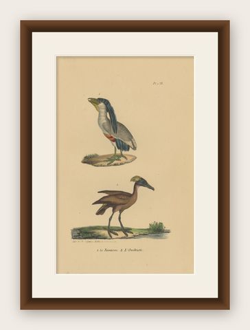 Pl. 158 Antique Bird Print of a Boat-billed Heron & Hamerkop by Lejeune 'c.1830', shown framed