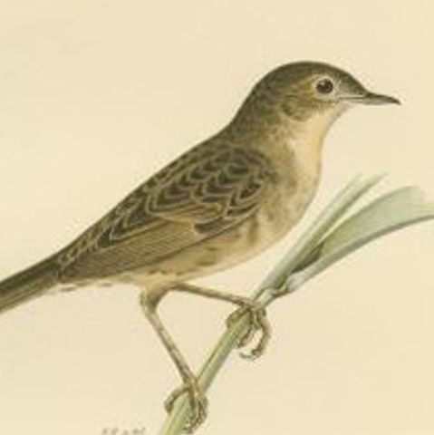 Antique Bird Print of the Common Grasshopper Warbler by Von Wright, 1927, close-up 2