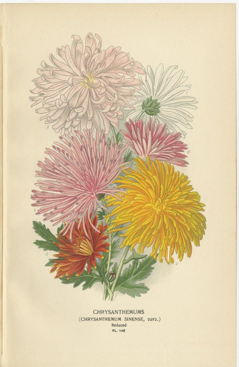Botanical Prints: Chrysanthemum Carinatum, Paris Daisy & Chrysanthemums, 1897, view 4