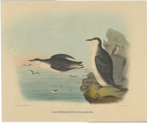 Rare Large Antique Bird Print Depicting Xantus's Murrlets, 1869, view 2