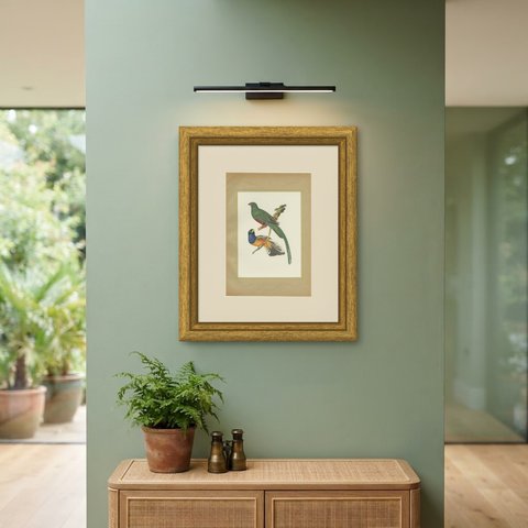 Quetzal and Trogon, Brazilian Bird Print, Descourtilz, 1944, shown framed on a wall