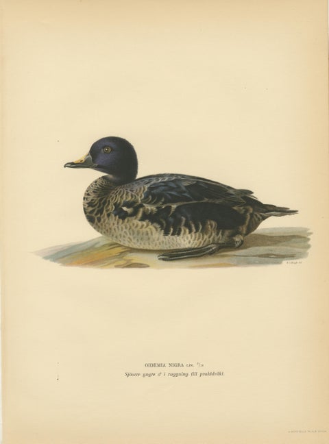 Antique Scandinavian Bird Lithographs, Velvet Scoter Ducks, Svenska Fåglar 1929, view 3