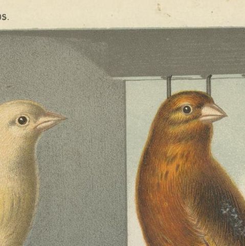 Antique Bird Print of the Linnet & Canary Mules 'circa 1880', close-up 1