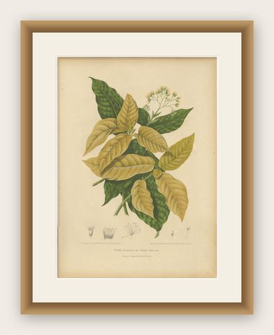 Original Antique Botanical Chromolithograph of White Birdcatcher Tree, c. 1880, shown framed