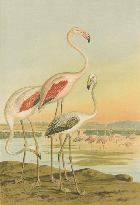 Antique Chromolithograph of Flamingos, Phoenicopterus roseus, c.1890, close-up 1