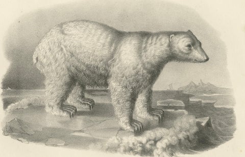 The Polar Bear from 'The Mammals' Natural History Lithographs, Published in 1836, close-up 1
