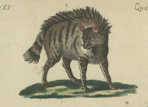 Antique Handcolored Engraving of Wild Canines and Hyenas, c.1800, close-up 3