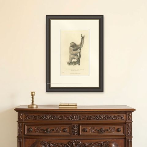 Antique Print with Hand Coloring of a Common Pale-Throated Sloth, shown framed on a wall