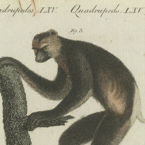 Original Antique Print with Three Monkeys Including the Indri, close-up 1