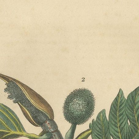 Artocarpus incisa (Breadfruit Tree), Hand-Colored Botanical Engraving, ca. 1825, close-up 6