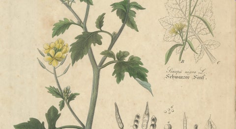 Antique Mustard Botanical Print, Sinapis Alba & Nigra, c.1831, close-up 2