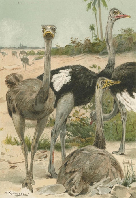 Antique Ostrich Print Exotic Birds Africa Scene Chromolithograph c.1895, close-up 2