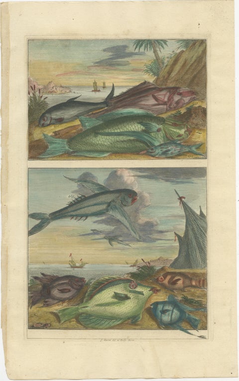 Set of 12 Colored Antique Prints of various Fish species and other Marine Life, view 3