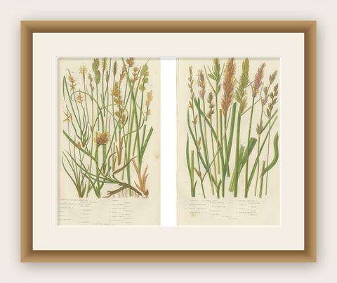 Hart’s Tongue and Scaly Spleenwort Ferns, Hand-Colored Botanical Prints, 1873, shown framed