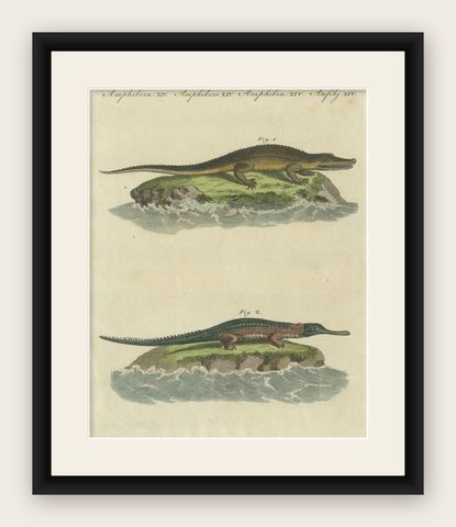Antique Print of the Caiman Alligator and an other Crocodile species, shown framed