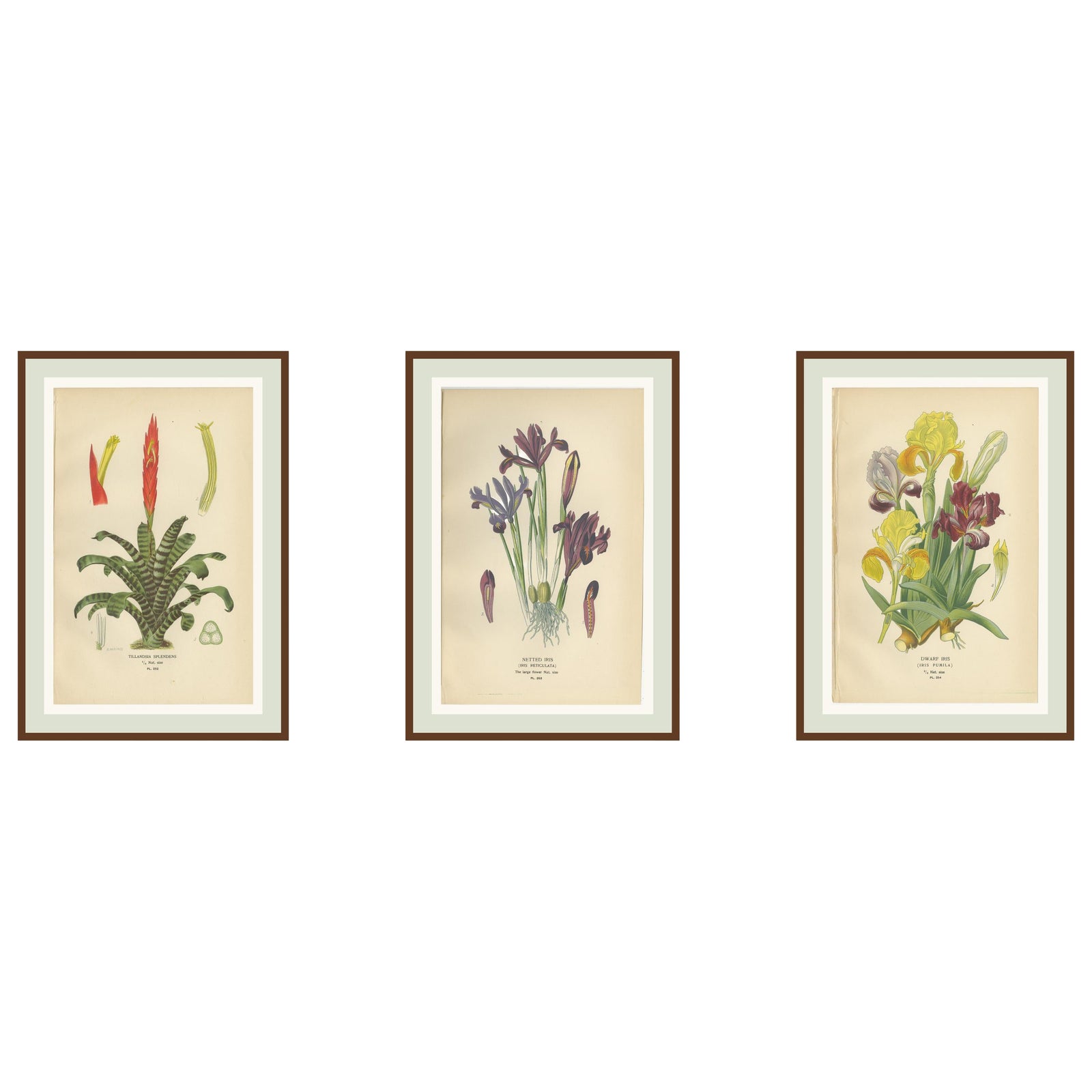 Antique Botanical Prints of Tillandsia and Irises, Set of Three, 1897