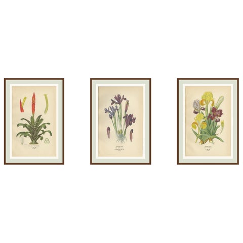 Antique Botanical Prints of Tillandsia and Irises, Set of Three, 1897